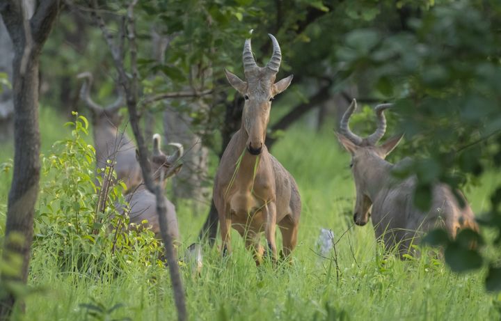 Hartebeest (Alcelaphus buselaphus) observed in the Comoé National Park. ©Xavier Vincke
