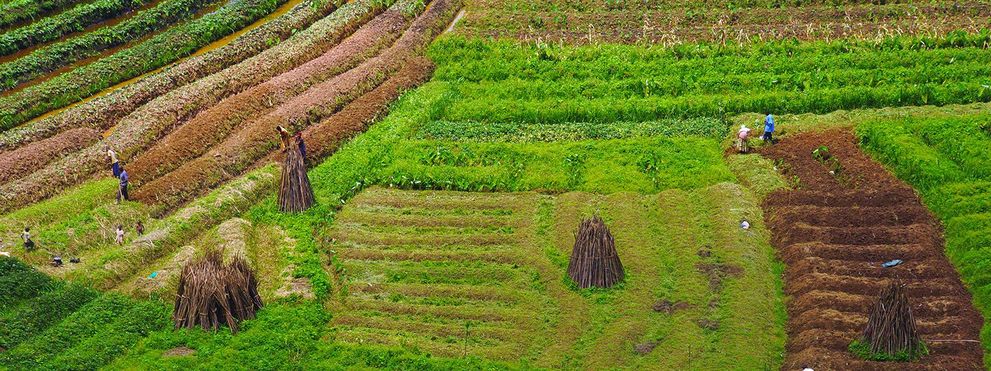 Food Security & Sustainable Food Systems: Dorsch Global