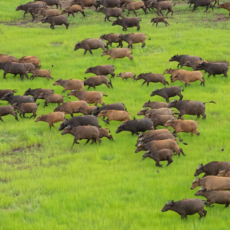 A herd of buffalo in the Comoé National Park (c) Dorsch Impact