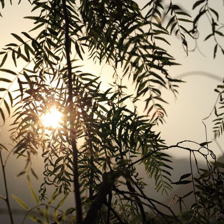Sunbeams seen trough the light leaves of a tree.